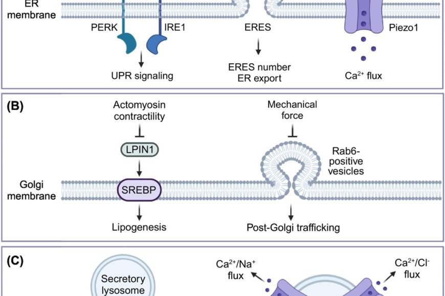 Tools and principles of organellar mechanotransduction