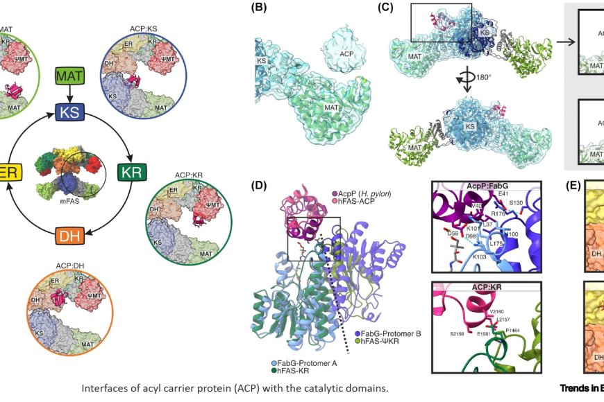 Molecular mechanisms of the mammalian fatty acid cycle