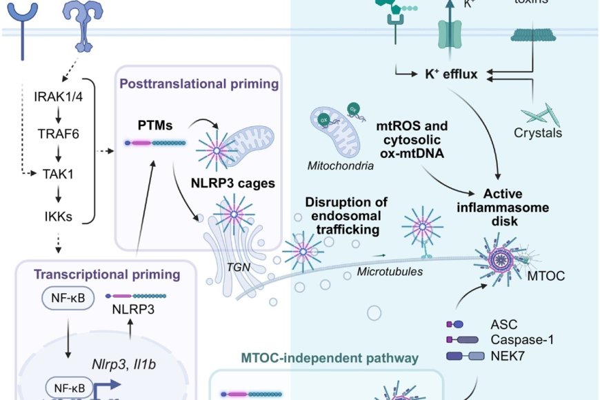 Inflammasome post-translational modifications!