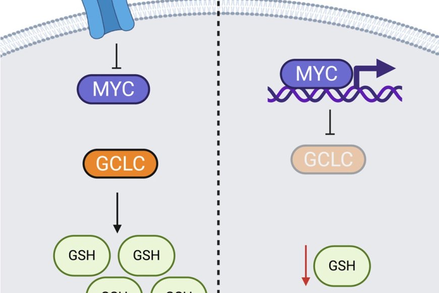 Inhibiting calcium channel TRPC6 to prevent breast cancer cell metastasis
