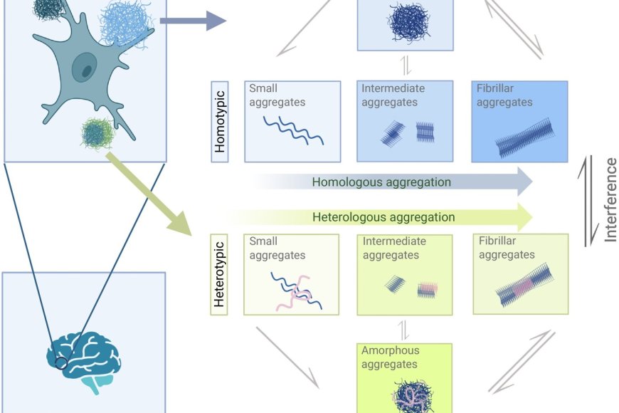 Co-proteinopathy in neurodegeneration