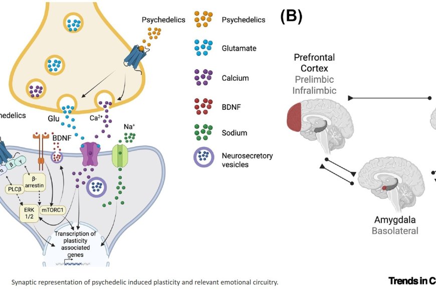 Psychedelic brain’s emotional dynamics
