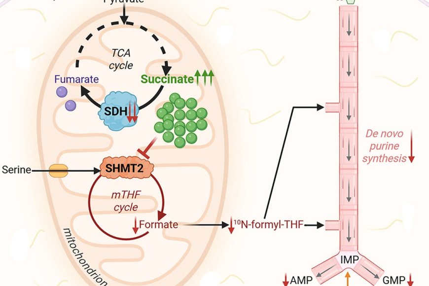 Loss of SDH and blocking purine salvage inhibits cancer growth