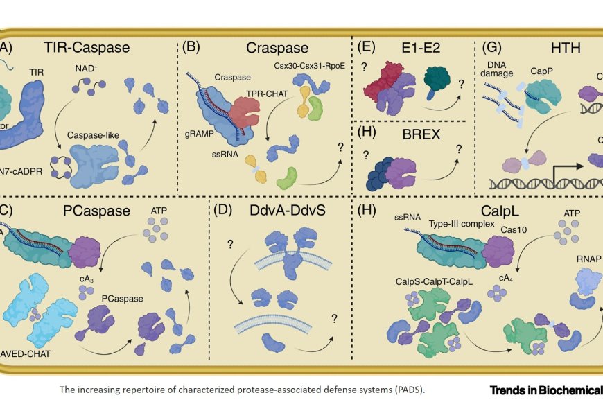 Bacteriophage defense system proteases