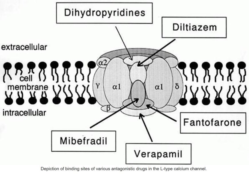 Calcium channels physiology and Therapeutics uses