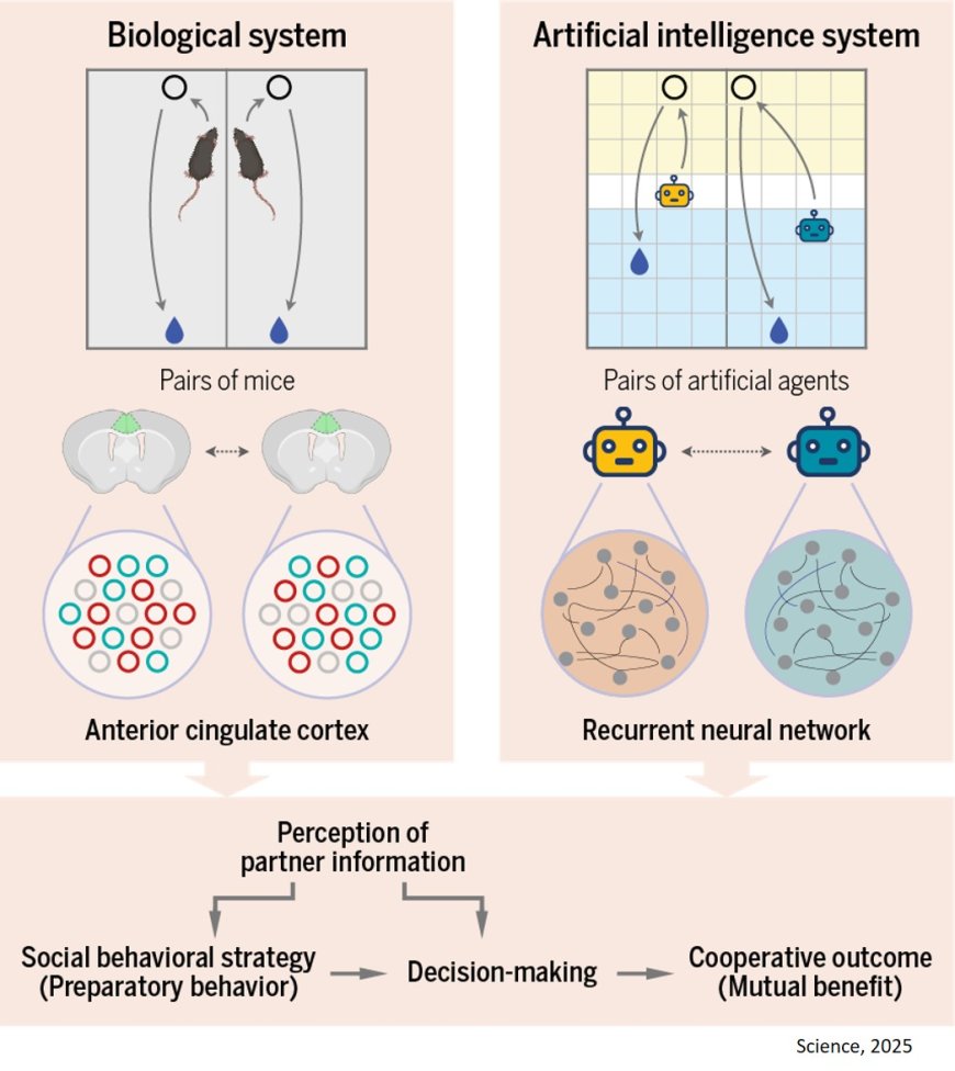 Neural mechanisms behind cooperation