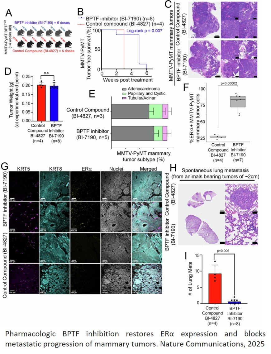 Loss of BPTF restores estrogen response and suppresses metastasis of mammary tumors