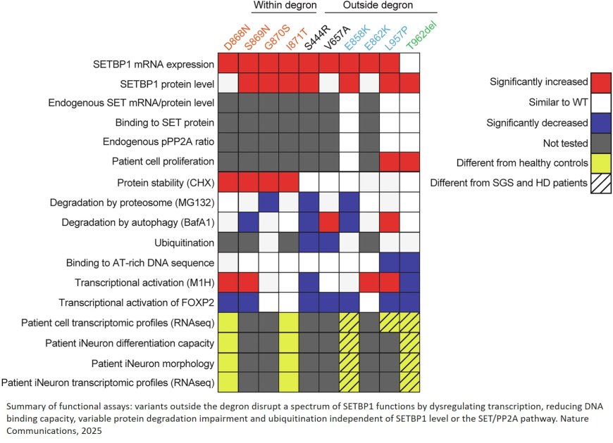 Neurodegenerative mechanisms in SETBP1 variants