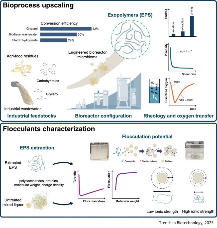 Microbial biopolymers from industrial wastewaters