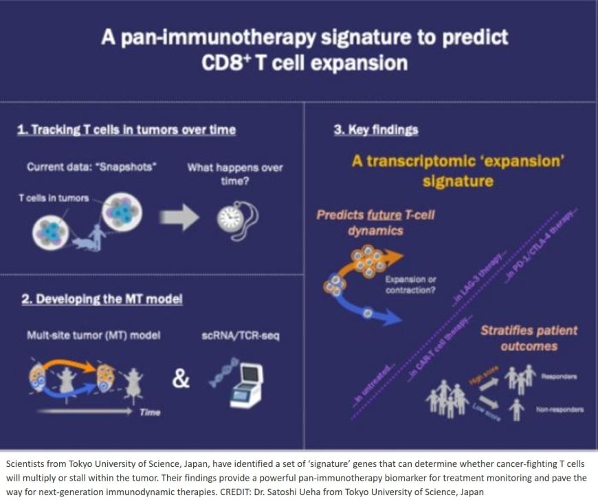 A pan-immunotherapy signature to predict intratumoral CD8+ T cell expansions