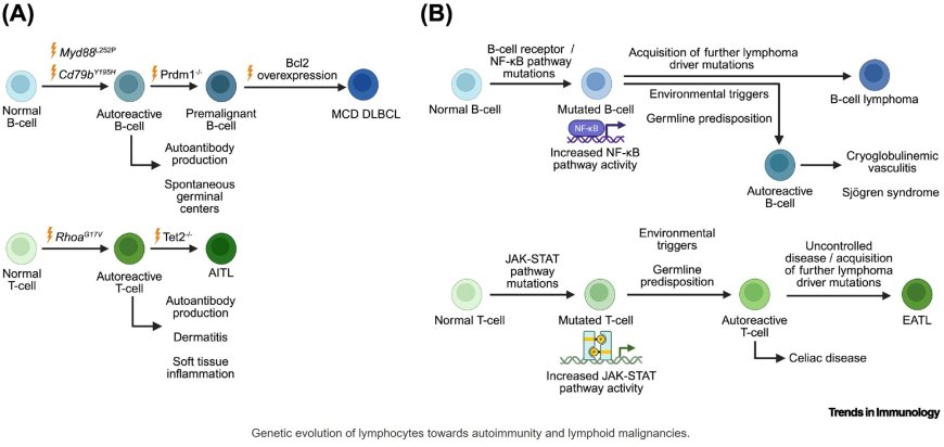 Common origins of autoimmune diseases and lymphoid malignancies