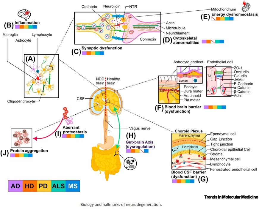 MicroRNAs in neurodegenerative diseases