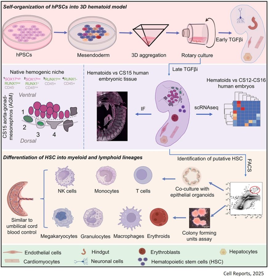 A post-implantation model of human embryo development includes a definitive hematopoietic niche