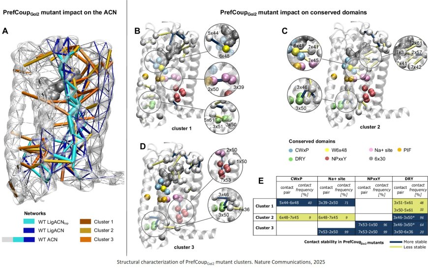 Multiple intramolecular triggers converge to preferential G protein coupling in the CB2R