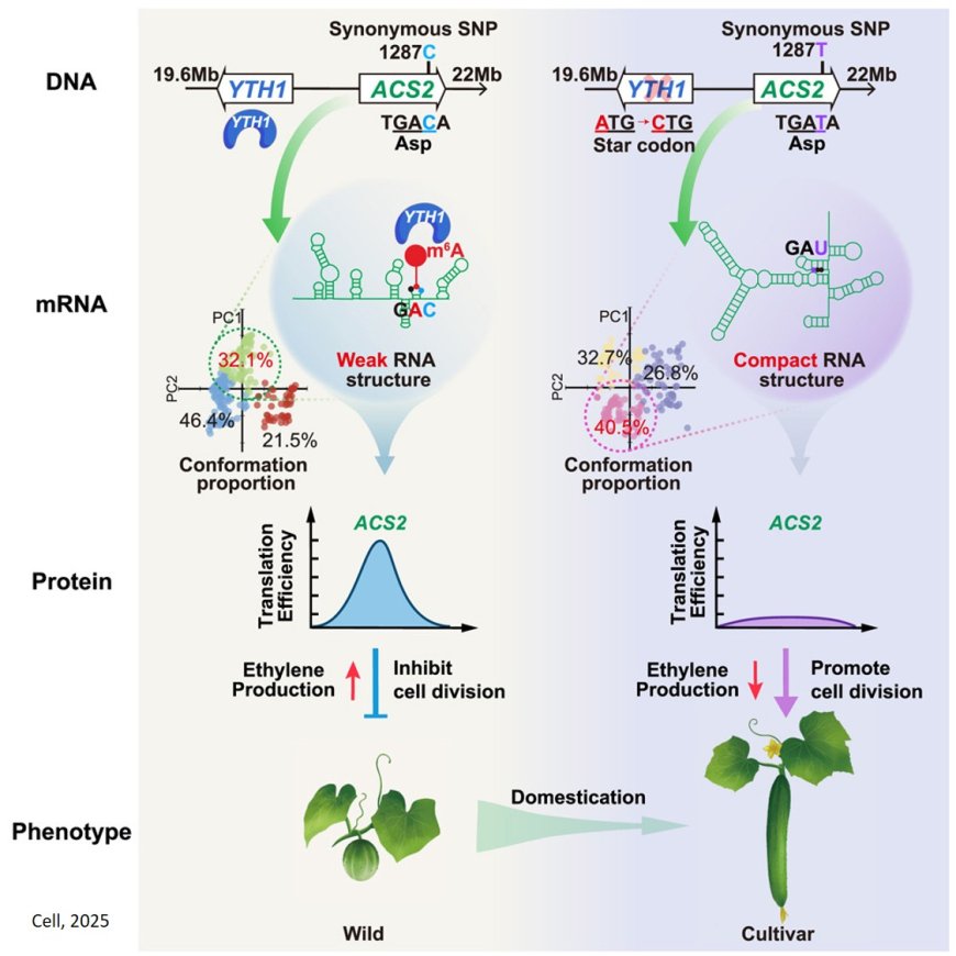 Recessive epistasis of a synonymous mutation confers cucumber domestication through epitranscriptomic regulation
