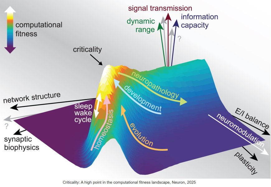 Is criticality a unified setpoint of brain function?