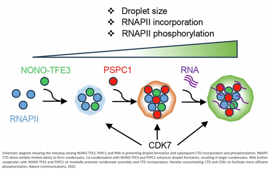 RNA-mediated condensation of TFE3 oncofusions facilitates transcriptional hub formation to promote translocation renal cell carcinoma