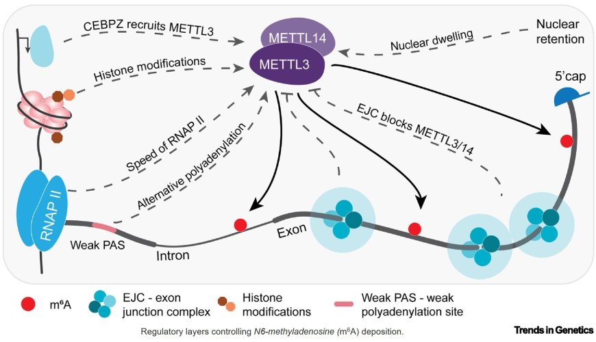 m6 A in the coding sequence: linking deposition, translation, and decay