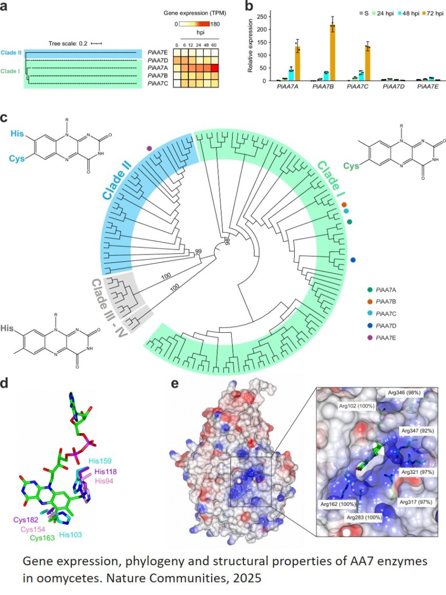 Oomycetes manipulate plant innate immunity through galacturonide oxidases