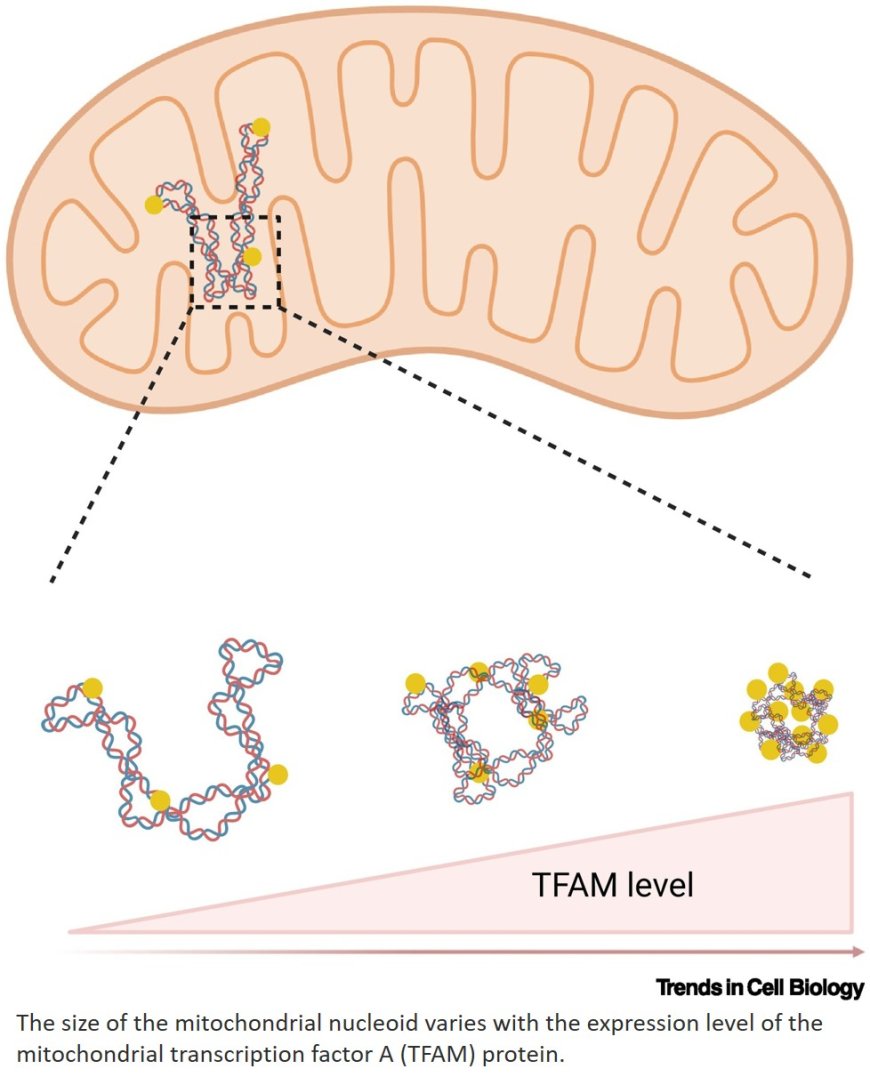 Quality control of mitochondrial nucleoids