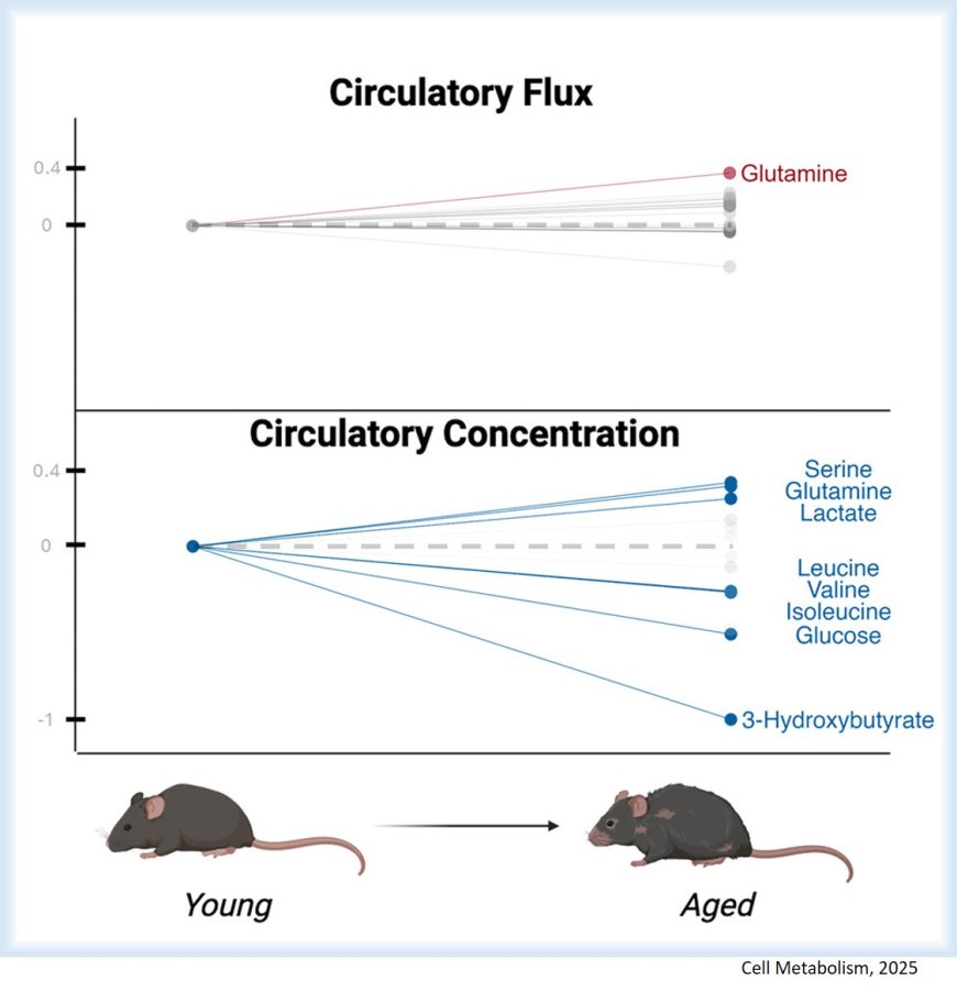 Aged mice exhibit widespread metabolic changes but preserved major fluxes