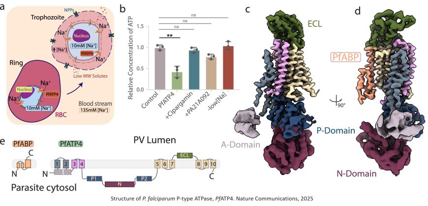 Endogenous structure of antimalarial target  PfATP4 reveals an apicomplexan-specific P- type ATPase modulator