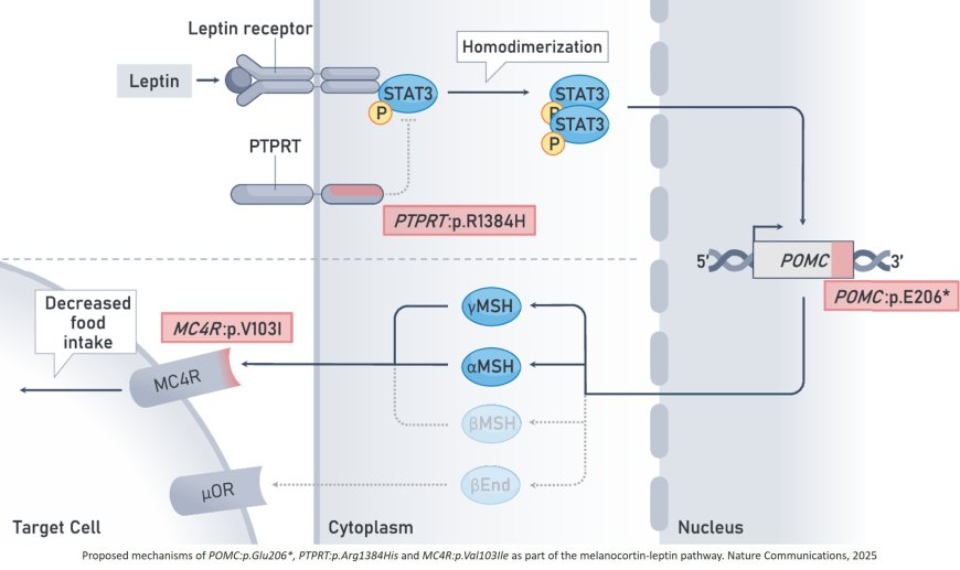 Characterization of prevalent genetic variants in the Estonian Biobank body-mass index GWAS
