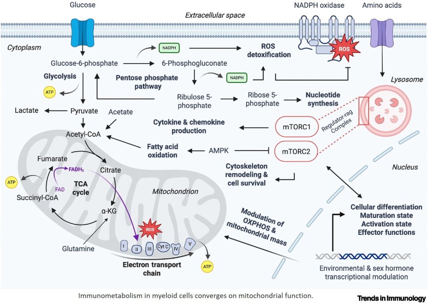 Mitochondrial dysfunction in myeloid cells: a central deficit in autoimmune diseases