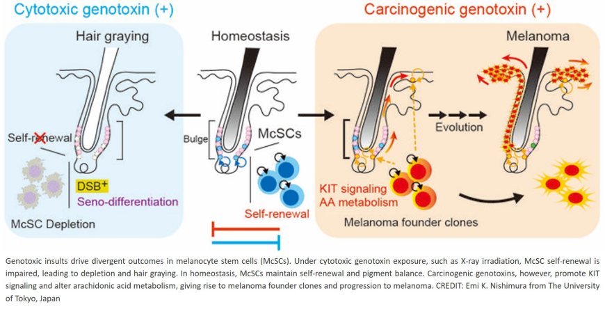 How hair stem cells under stress make decisions to graying or melanoma