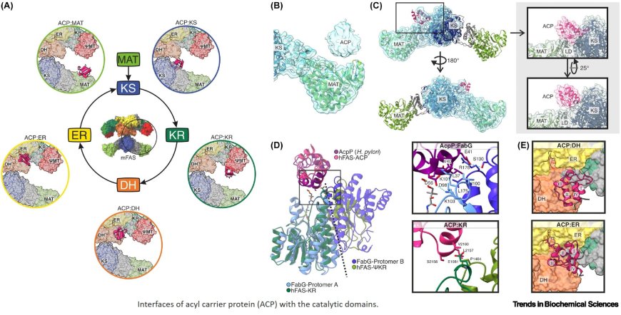 Molecular mechanisms of the mammalian fatty acid cycle