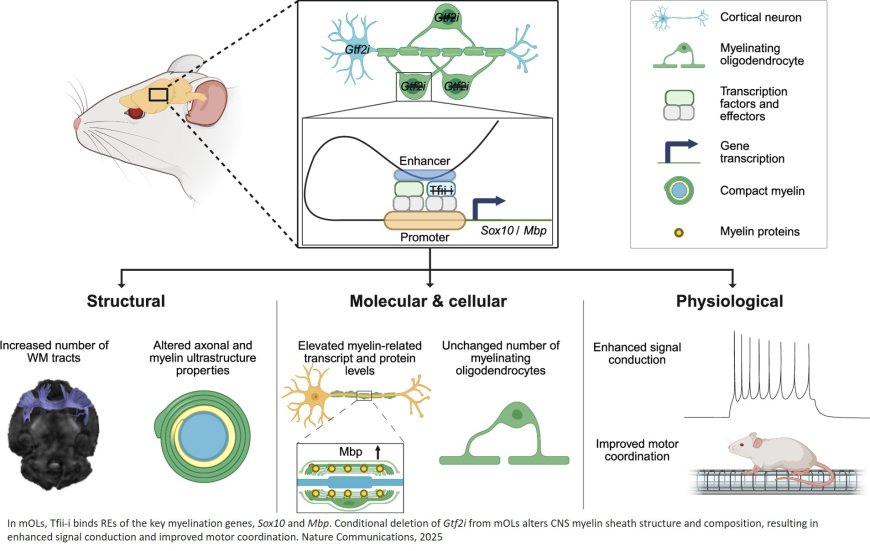 Mechanism to increase myelin production in the brain