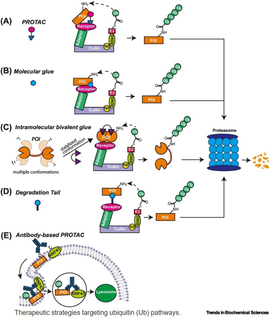 E3 ubiquitin ligases in signaling, disease, and therapeutics