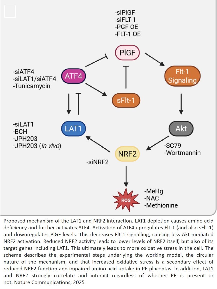 LAT1-NRF2 axis controls sFlt-1/PlGF imbalance and oxidative stress in preeclampsia