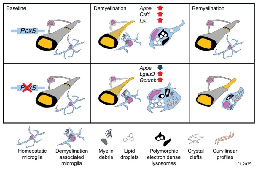 Peroxisomal integrity in demyelination-associated microglia enables cellular debris clearance and myelin renewal in mice