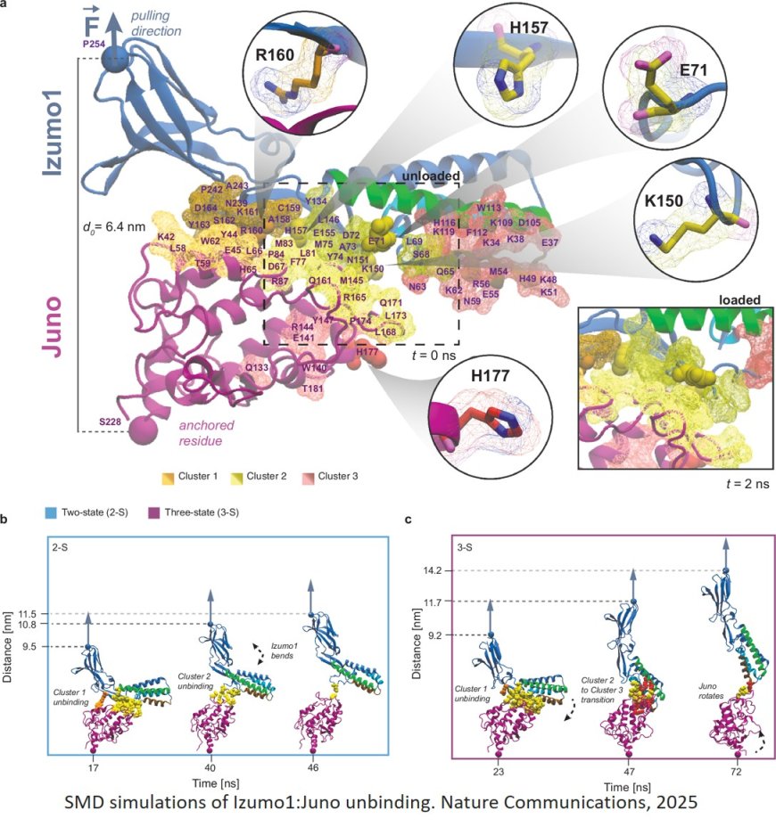 How the egg cell and sperm hold together so tightly