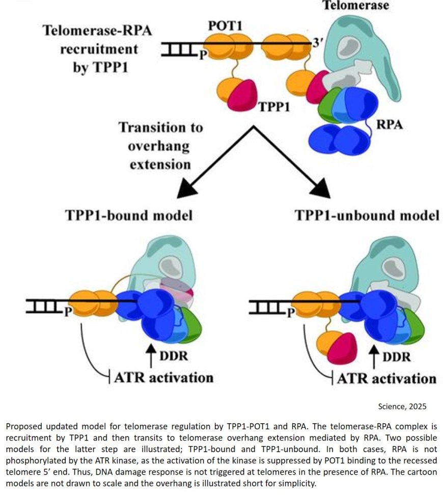 Human Replication Protein A complex is Essential for Telomere Maintenance