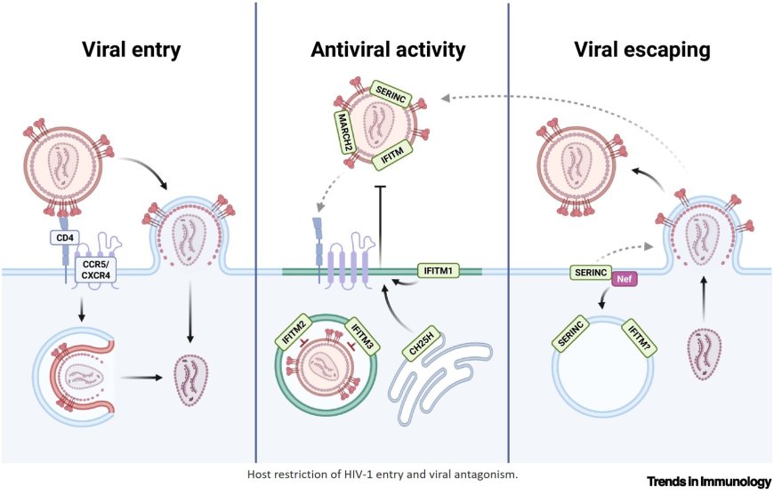 Uncovering the evolving arms race between host immunity and HIV-1
