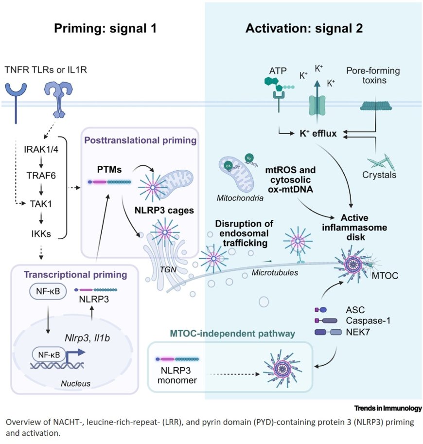 Post-translational modifications of NLRP3: to prime or not to prime?
