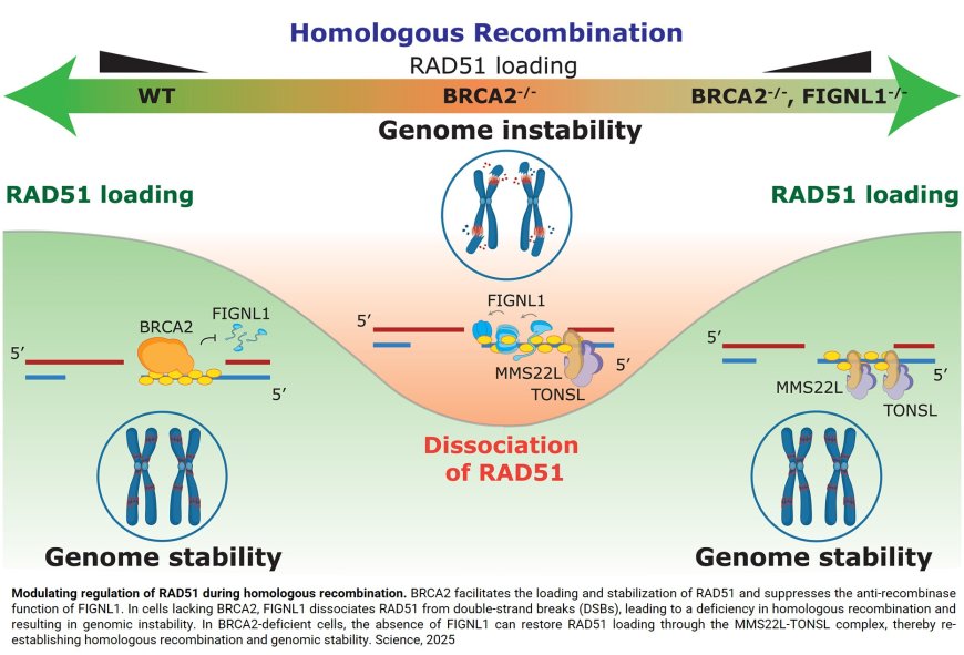 A novel mechanism behind breast cancer chemoresistance discovered