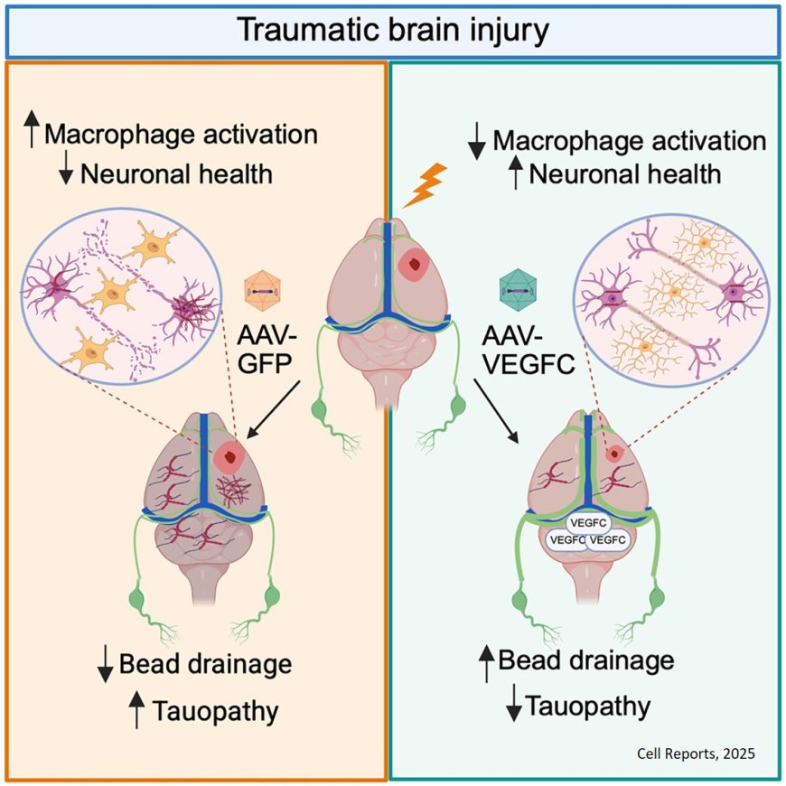 Therapeutic VEGFC treatment provides protection against traumatic-brain-injury-driven tauopathy pathogenesis