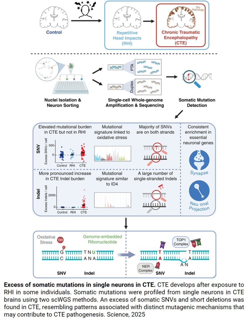 DNA damage in chronic traumatic encephalopathy (CTE) 