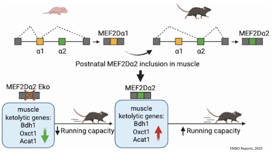 The muscle specific MEF2Dα2 isoform promotes muscle ketolysis and running capacity in mice