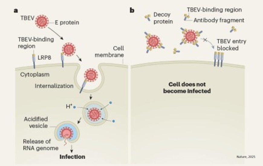 LRP8 is an entry receptor for tick-borne encephalitis viruses