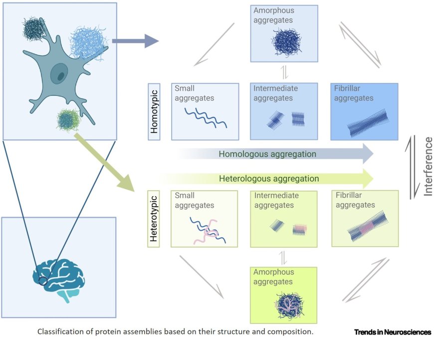 Rethinking neurodegeneration through a co-proteinopathy lens