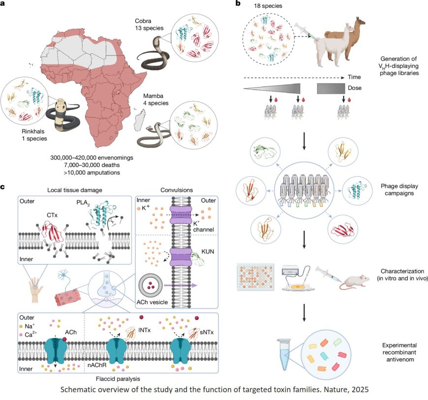 Nanobody-based recombinant antivenom for cobra, mamba and rinkhals bites