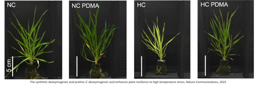 Chelation-based iron uptake mitigates the effects of prolonged high-temperature stress in cool-season grasses