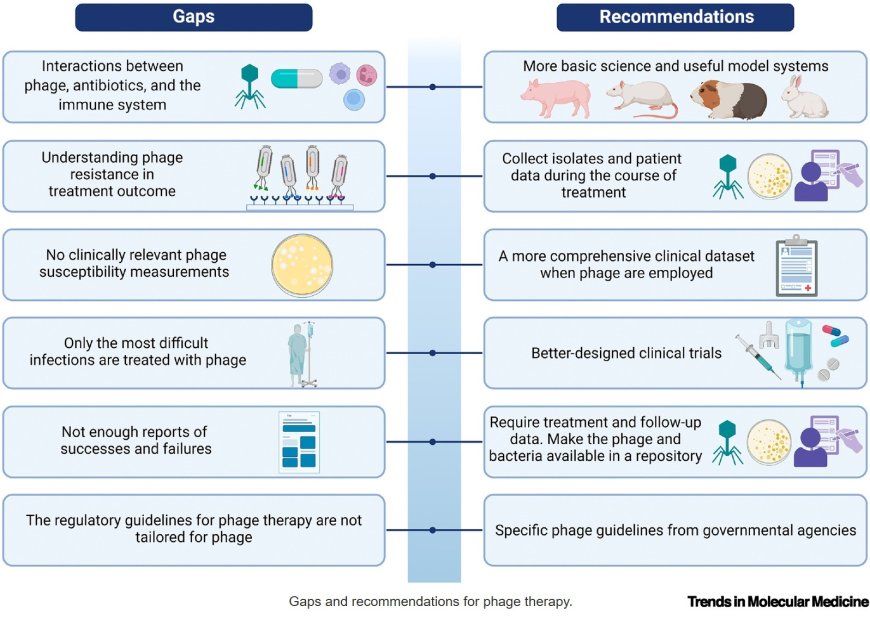 The future of phage therapy in the USA