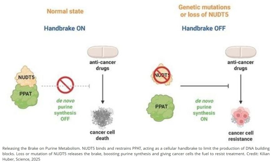 Controlling cancer drug response by regulating purine biosynthesis