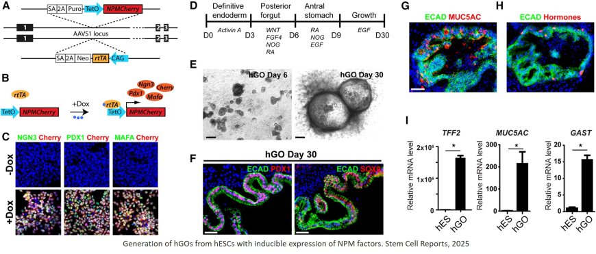 Modeling in vivo induction of gastric insulin-secreting cells using transplanted human stomach organoids