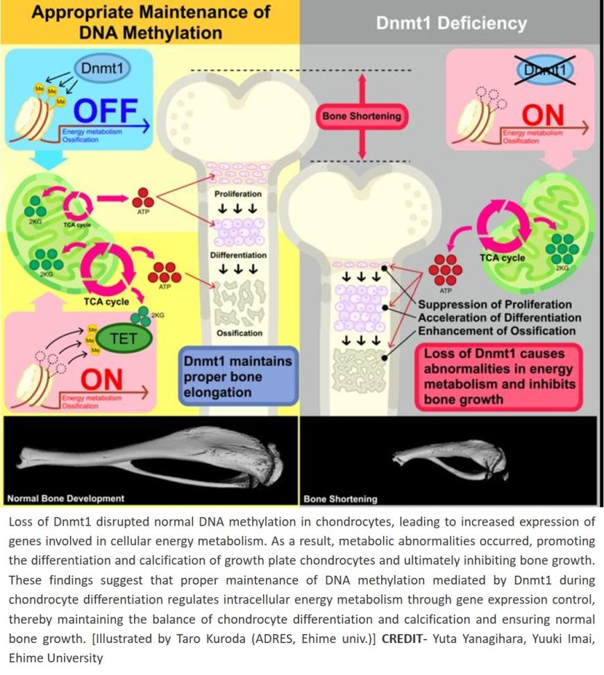 A novel mechanism regulating bone growth